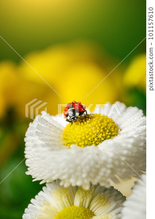 Ladybug on white flower with bright yellow stamens Ladybug on white flower with bright yellow stamens 101157610