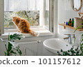 Orange cat watching the birds outside the window 101157612