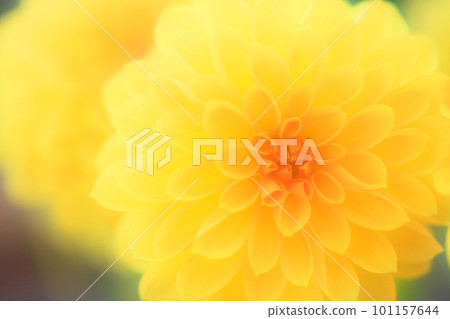 Dahlia Maxi 101157644