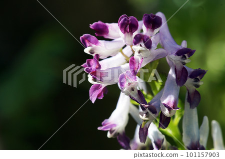 Purple flowers blooming naturally in the fields and mountains in spring Purple flowers blooming naturally in the fields and mountains in spring 101157903