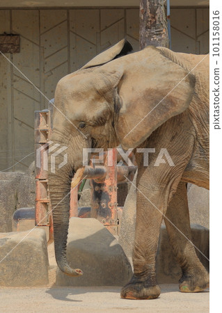 elephant  101158016