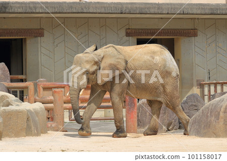elephant  101158017