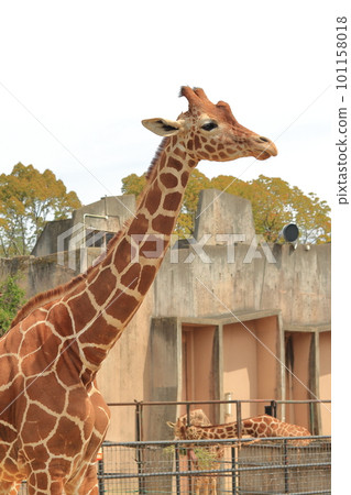 Giraffe  101158018