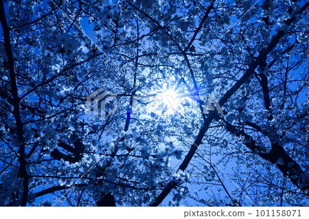 Cherry blossoms with a cold impression 101158071