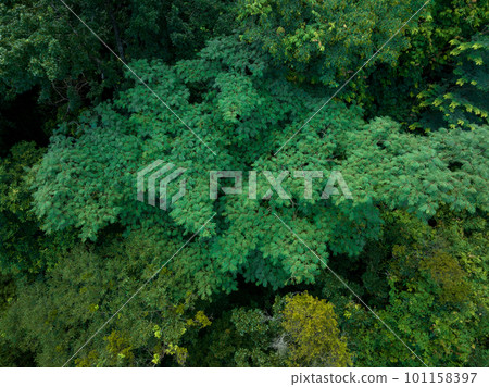 Aerial view royal poinciana or flamboyant tree (Delonix regia) in summer 101158397
