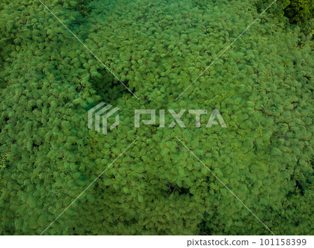 Aerial view royal poinciana or flamboyant tree (Delonix regia) in summer Aerial view royal poinciana or flamboyant tree (Delonix regia) in summer 101158399
