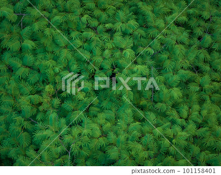 Aerial view royal poinciana or flamboyant tree (Delonix regia) in summer 101158401