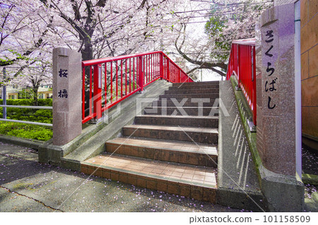 Sakurazaka 101158509