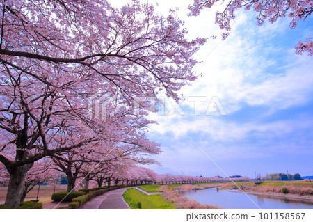 Cherry blossoms in full bloom shining in the blue sky 101158567