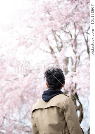 A man looking at the cherry blossoms in full bloom in the spring sunshine A man looking at the cherry blossoms in full bloom in the spring sunshine 101158667