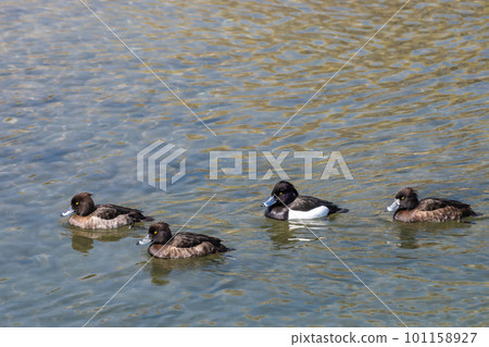 簇絨 簇絨 101158927