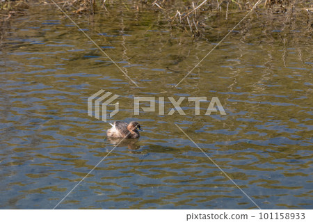 Kamogawa Grebe 101158933