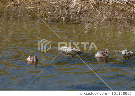 Kamogawa Grebe 101158935