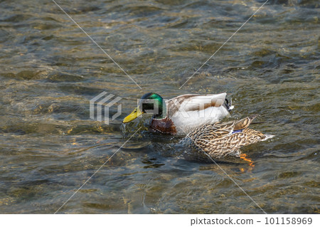 Mallards (male and female) looking for food with their faces in the water 101158969