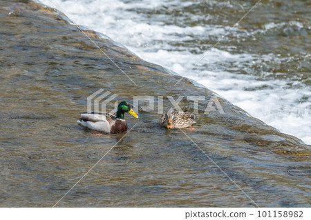 鴨川鳧（公母） 101158982