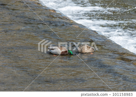 Mallards (male and female) looking for food with their faces in the Kamo River 101158983