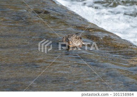 Mallard (female) standing in the Kamo River Mallard (female) standing in the Kamo River 101158984