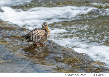 Mallard (female) standing in the Kamo River 101158985