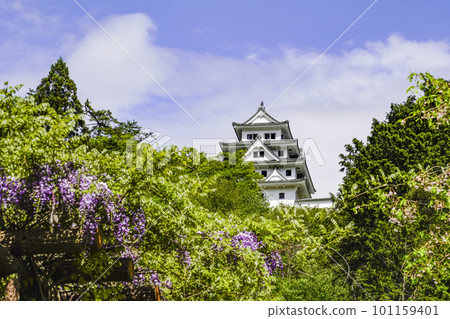 Gujo Hachiman Castle seen beyond the wisteria flowers Gujo Hachiman Castle seen beyond the wisteria flowers 101159401