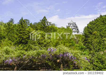 Gujo Hachiman Castle seen beyond the wisteria flowers Gujo Hachiman Castle seen beyond the wisteria flowers 101159402