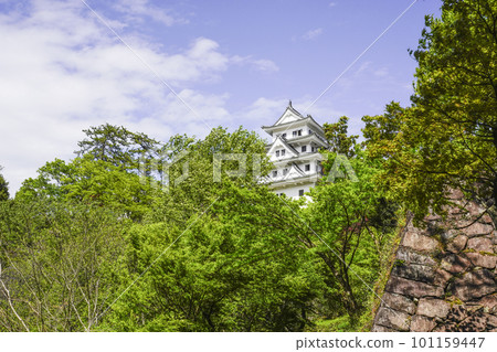 被新鮮的綠樹包圍的郡上八幡城 被新鮮的綠樹包圍的郡上八幡城 101159447