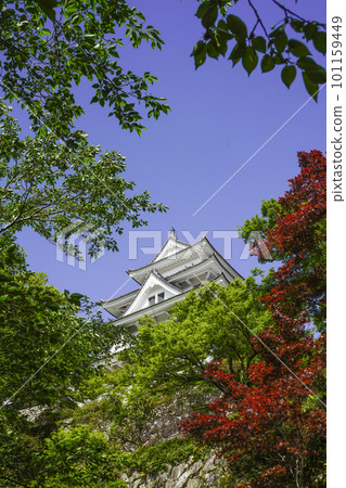 Gujo Hachiman Castle surrounded by fresh green trees 101159449