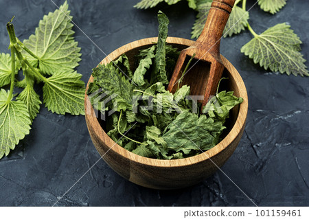 Fresh and dry nettle or urtica in wooden mortar 101159461