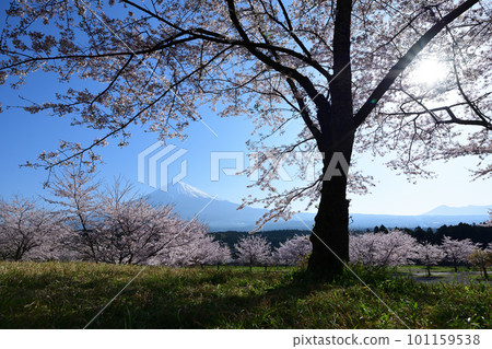 Scenery with cherry blossoms <Taisekiji> 101159538