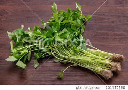 食用綠葉蔬菜三葉草 101159568