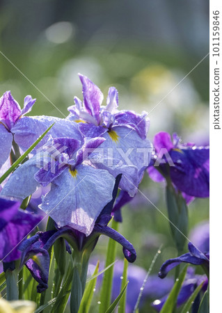 公園水邊盛開的鳶尾花 公園水邊盛開的鳶尾花 101159846