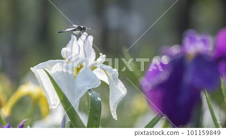 Japanese irises blooming on the waterside of the park Japanese irises blooming on the waterside of the park 101159849