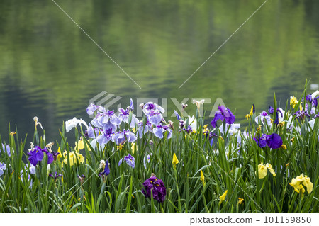 公園水邊盛開的鳶尾花 公園水邊盛開的鳶尾花 101159850