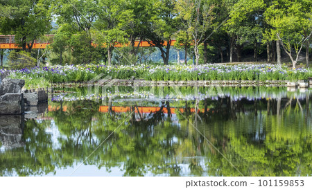 Japanese irises blooming on the waterside of the park 101159853