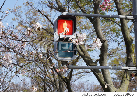 Pedestrian signal spring school cherry blossom sidewalk Pedestrian signal spring school cherry blossom sidewalk 101159909