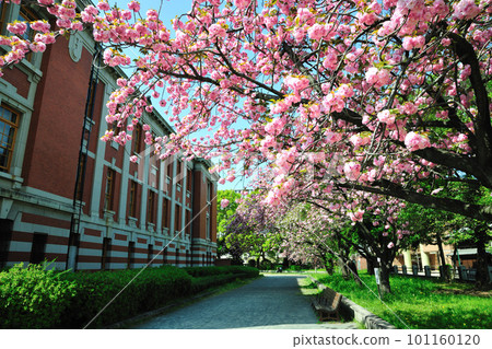 名古屋市博物館的櫻花 名古屋市博物館的櫻花 101160120