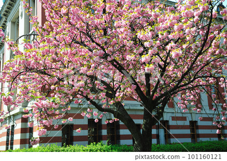 名古屋市博物館的櫻花 名古屋市博物館的櫻花 101160121