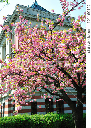 名古屋市博物館的櫻花 101160122