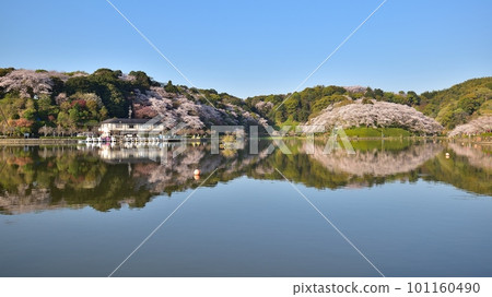 Rengeji Pond Park with cherry blossoms (Fujieda City) 230401am6:46-2 Rengeji Pond Park with cherry blossoms (Fujieda City) 230401am6:46-2 101160490