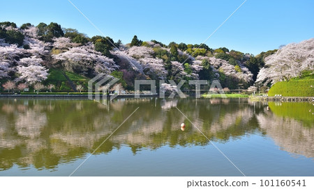 Rengeji Pond Park with cherry blossoms (Fujieda City) 230401am7:43-2 101160541
