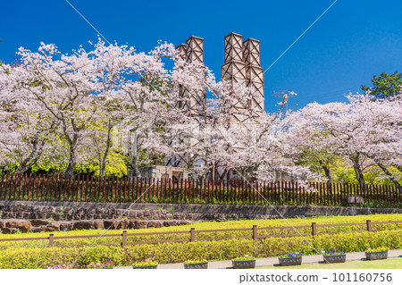 (Shizuoka Prefecture) Nirayama Reverberatory Furnace with cherry blossoms in full bloom 101160756