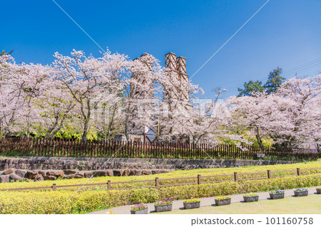 (Shizuoka Prefecture) Nirayama Reverberatory Furnace with cherry blossoms in full bloom 101160758