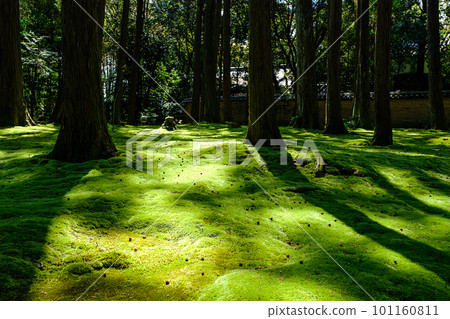 [Nara Prefecture] Toshodaiji Temple in Nara City (taken on March 28, 2023) 101160811
