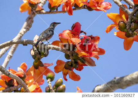花，木棉花，小鳥，台灣，花、カポック、鳥、台湾、Kapok, little bird,Taiwan 101160927
