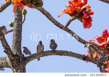 花，木棉花，小鳥，台灣，花、カポック、鳥、台湾、Kapok, little bird,Taiwan 101160937