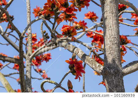 花，木棉花，小鳥，台灣，花、カポック、鳥、台湾、Kapok, little bird,Taiwan 101160939