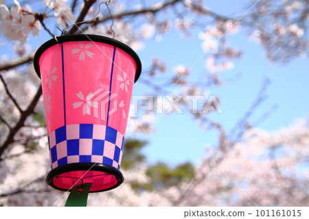 櫻花盛開 101161015