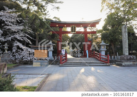 Morning cherry blossoms and Kehi Jingu Shrine, Tsuruga City, Fukui Prefecture 101161017