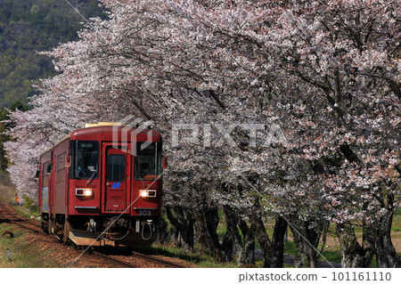 Spring Nagaragawa Railway 101161110