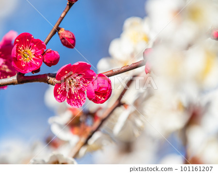 Beautiful red plum blossoms in full bloom herald the arrival of spring Beautiful red plum blossoms in full bloom herald the arrival of spring 101161207