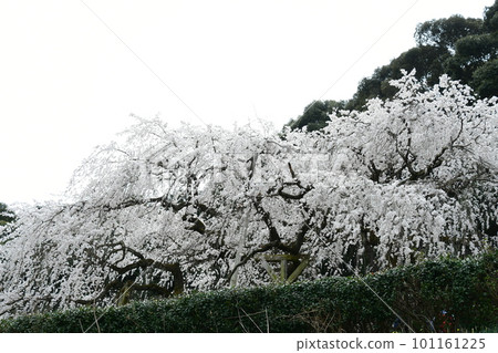 盛開的垂枝櫻花（岡崎市奧山田的垂枝櫻花） 101161225